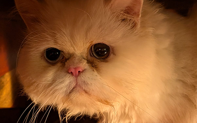 Familiarity with the problem