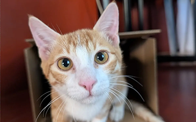 Shelters are overcrowded